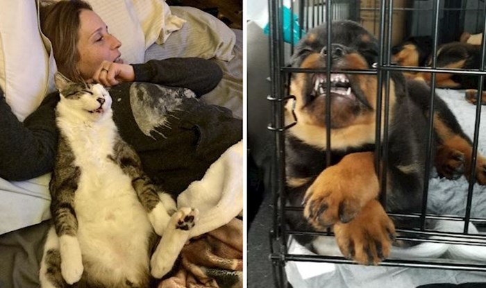 11 simpatičnih fotki pasa i mačaka u smiješnim pozama koje će vam izmamiti osmijeh na lice