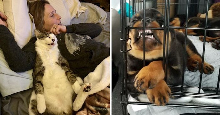 11 simpatičnih fotki pasa i mačaka u smiješnim pozama koje će vam izmamiti osmijeh na lice