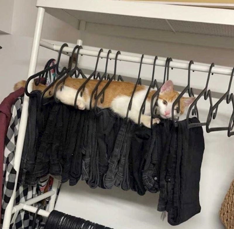 "Od svih mjesta u kući, odlučila je leći na moje crne traperice"