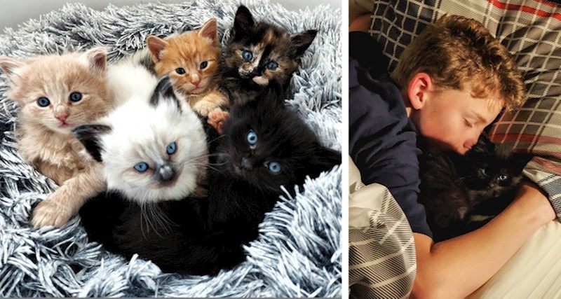 "Prije nego sam sinoć išla spavati sam primijetila da jedan mačić nedostaje. Onda sam ga pronašla na najslađem mjestu. Mislim da netko ima omiljenu mačku"