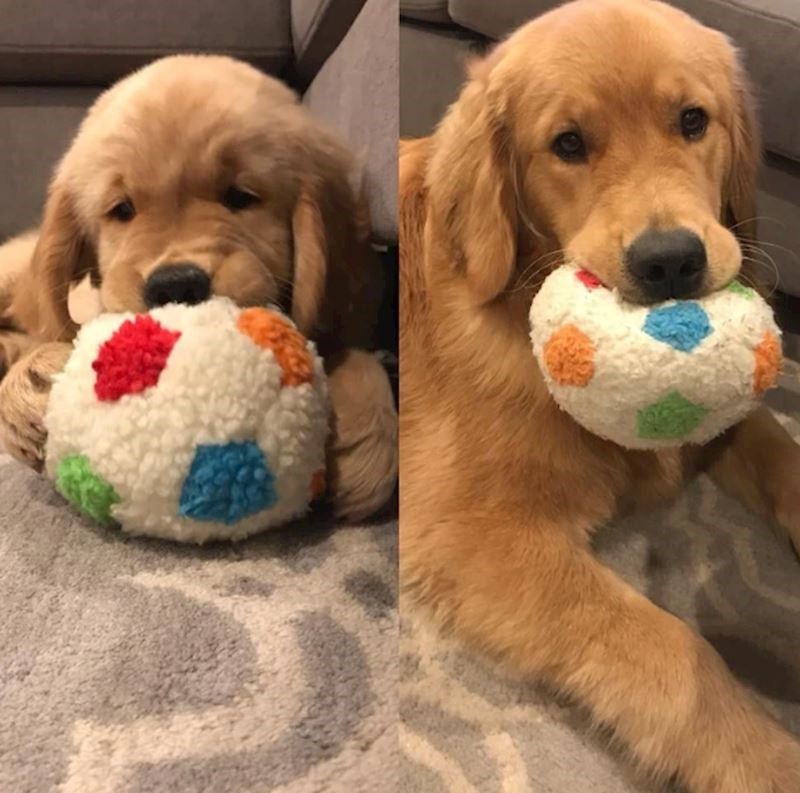 "Možda je odrastao izvana, ali se i dalje ponaša kao preslatko štene."