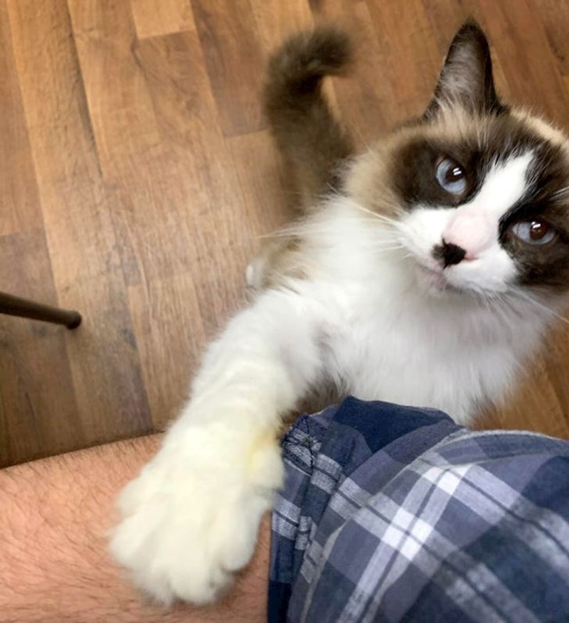 Nakon što je ova predivna mačka shvatila da joj nitko neće nauditi, pokazala je da je najveća maza na svijetu