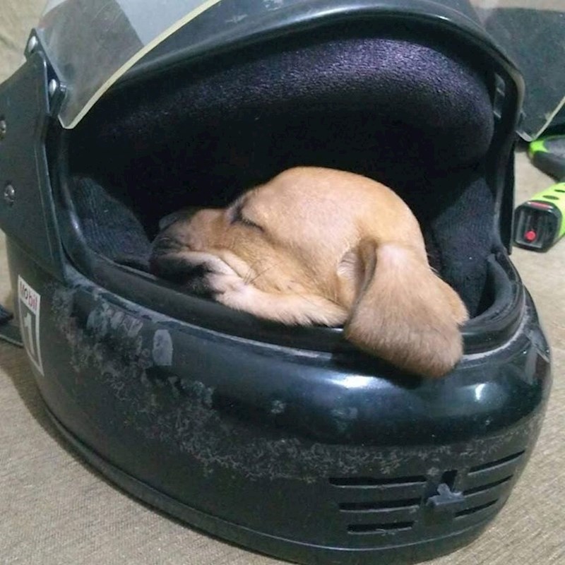 19. "Toliko je maleni da je stao u kacigu!"