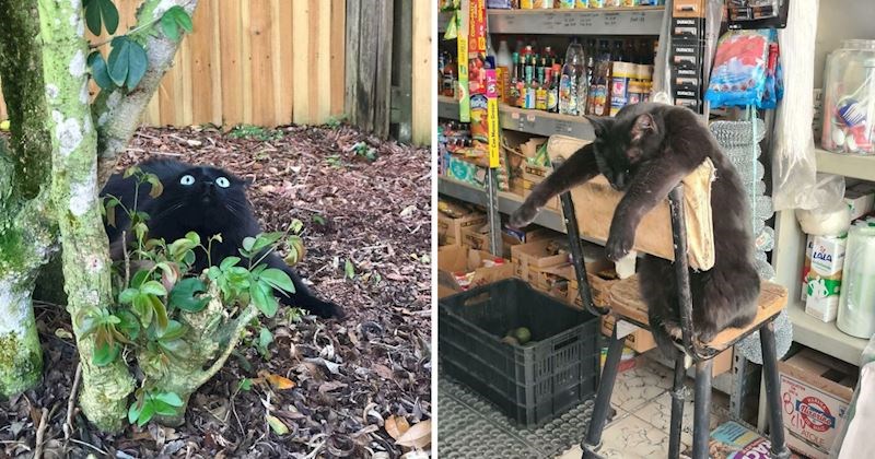 25+ simpatičnih i zabavnih mačaka koje će vam svojim ponašanjem izmamiti osmijeh na lice