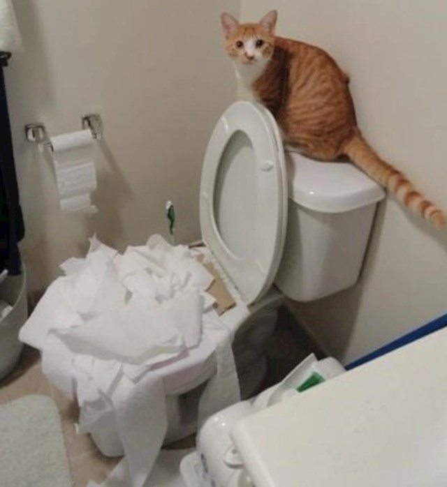 "Učio sam mačka da obavlja nuždu u wc-u, mislim da mi dobro ide..."