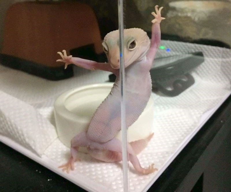 1. "Izgleda kao da me pokušava zavesti"