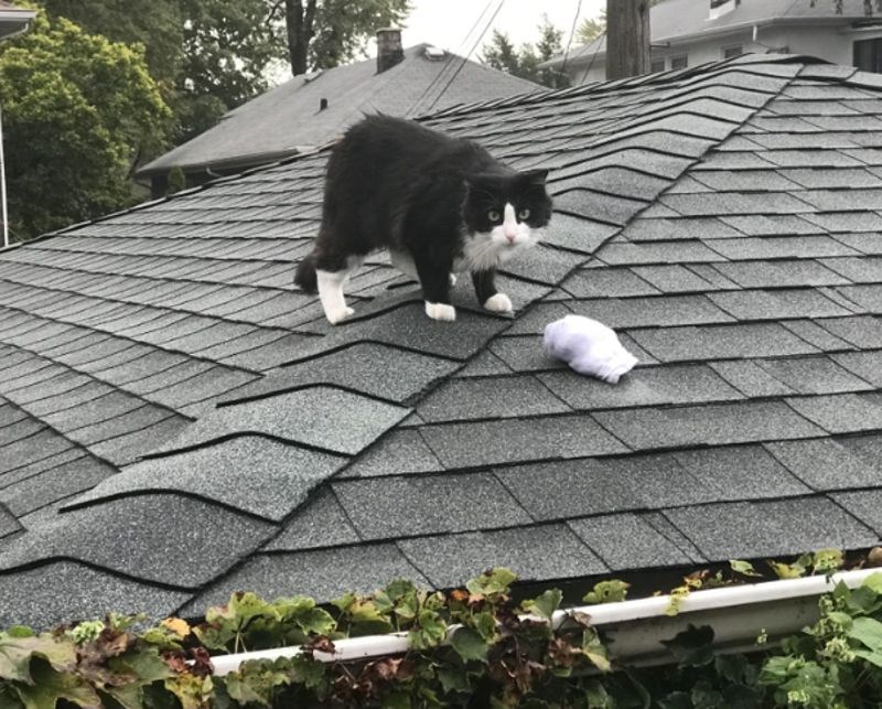 Vlasnica ga je ugledala trenutak nakon što je pobjegao s još jednim čarapama