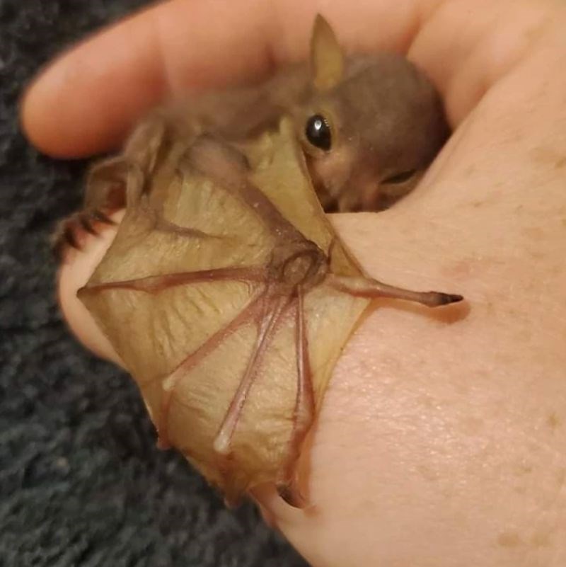 Da ga vidimo uživo prepali bi se, ovako nam je sladak