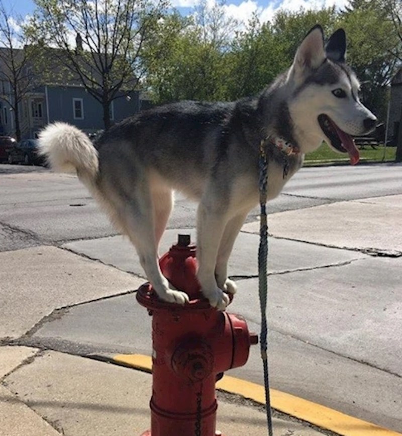 "Skeniranje ulice u tijeku"