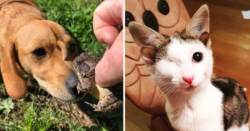 13 životinja jedinstvenog izgleda čije će vas preslatke fotografije u potpunosti oduševiti