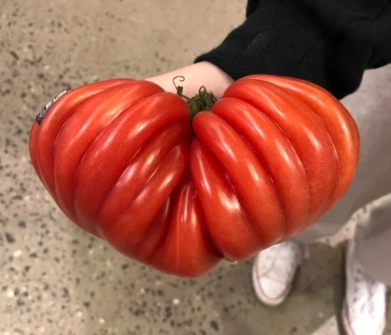 10. Rajčica u obliku srca.