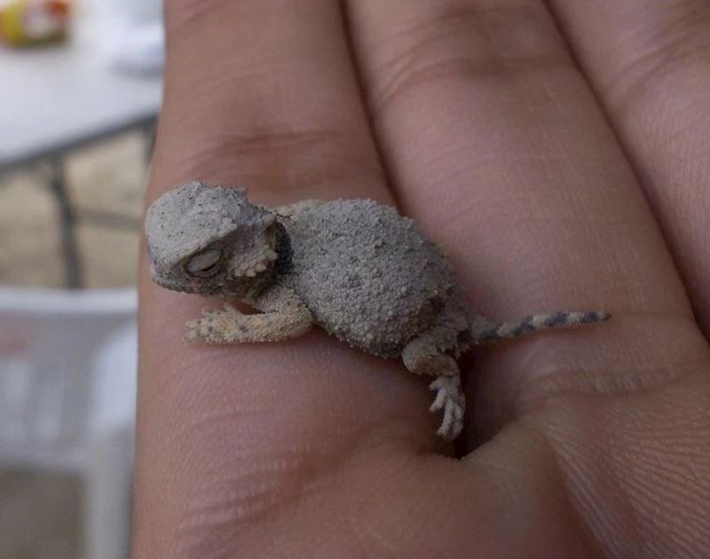 13. Ovaj presladak mali gušter izgleda kao neki Pokemon