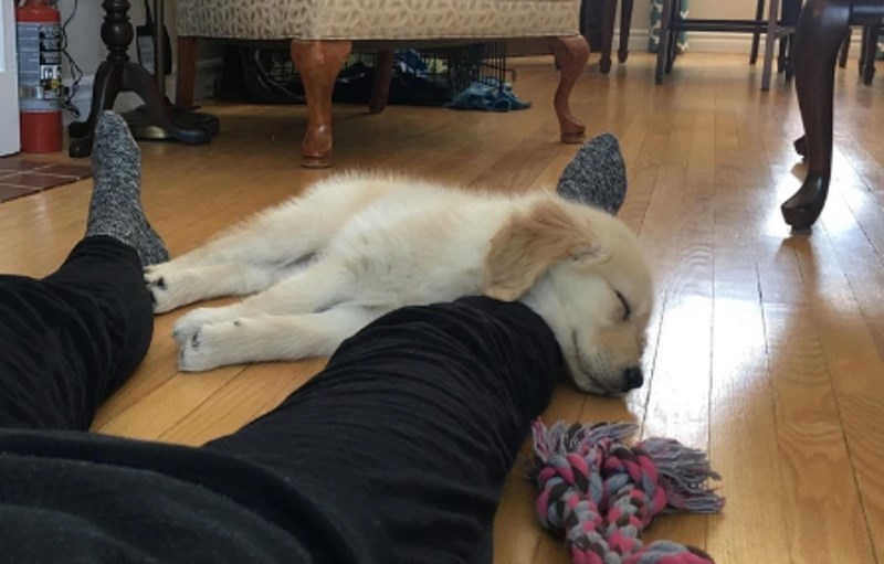 Ovako spavaju sretni psi.