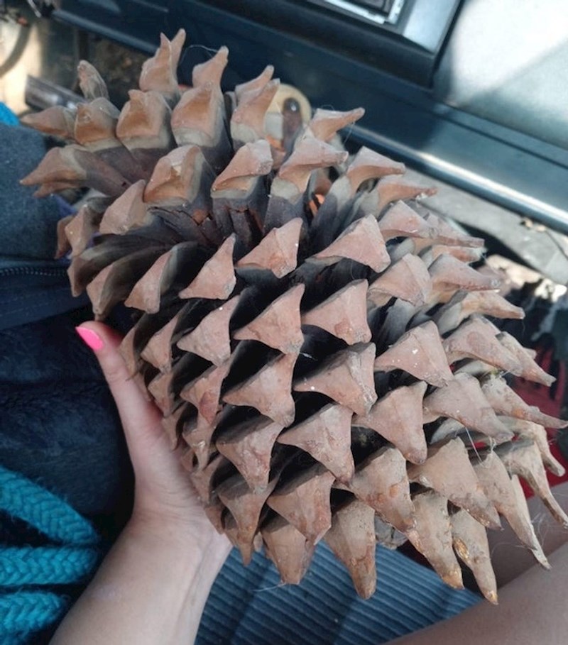 4. Žena je pronašla ovaj ogroman češer