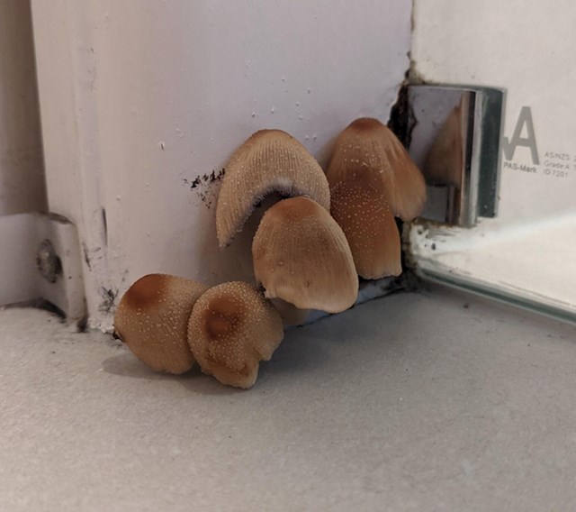 1. Dočekale su ih gljive u kupaonici...