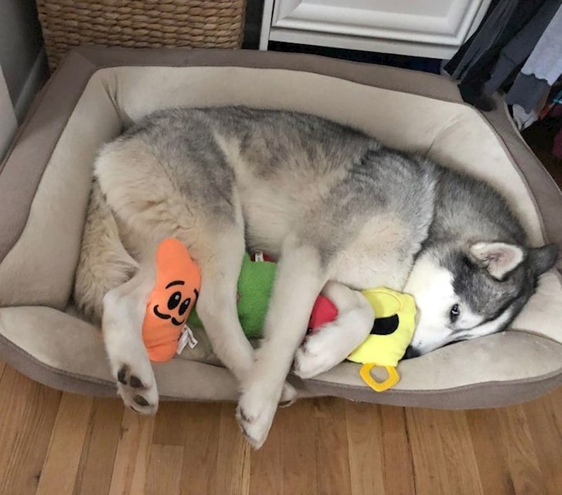 Ovo je Lily prema kojoj su se prijašnji vlasnici jako loše ponašali i tukli je. Kad je došla u novi dom, dobila krevet i igračke jednostavno nije htjela otići