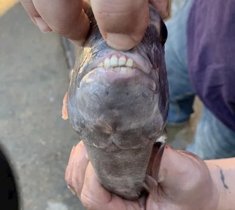 10. "Ova riba čiji zubi izgledaju kao ljudski..."