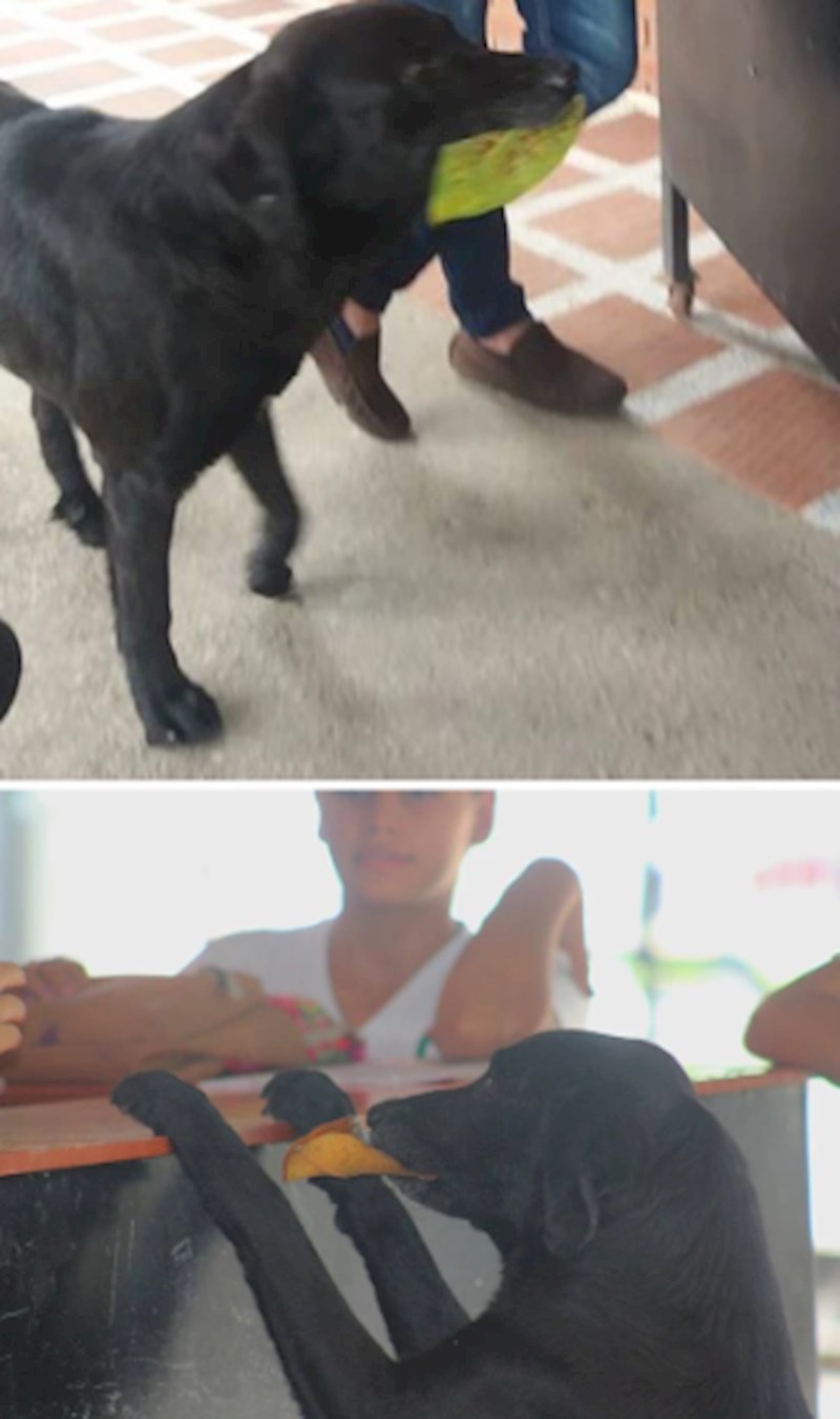 16. Vidio je da učenici u školi plaćaju hranu pa je počeo donositi lišće ne bi li i on dobio nešto za jesti