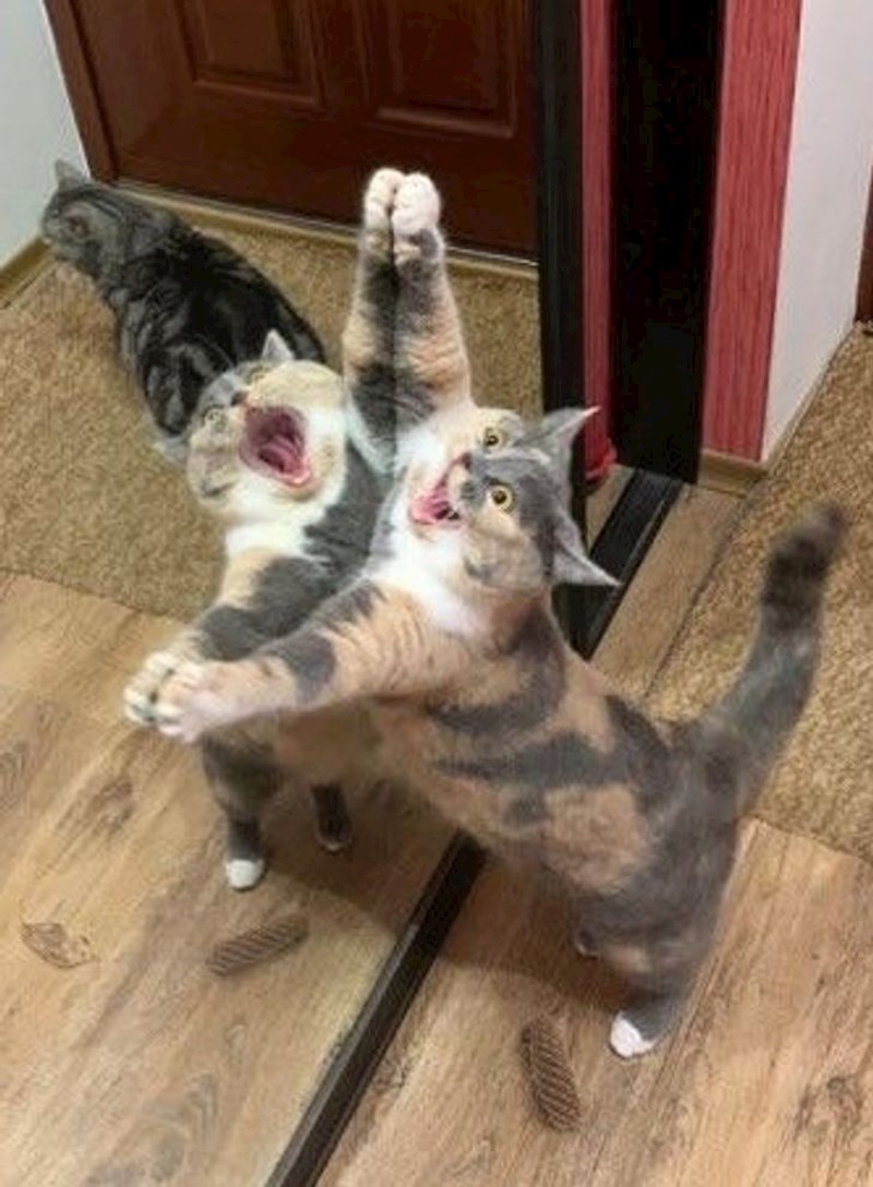 6. "Moja mačka kao da je glumica, pogledajte samo tu dramatičnu facu"