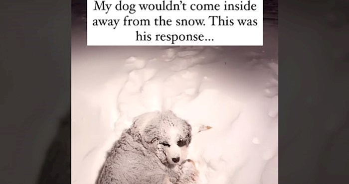 Žena pozvala psa da uđe u kuću jer vani jako pada snijeg, njegova reakcija nasmijat će vas do suza