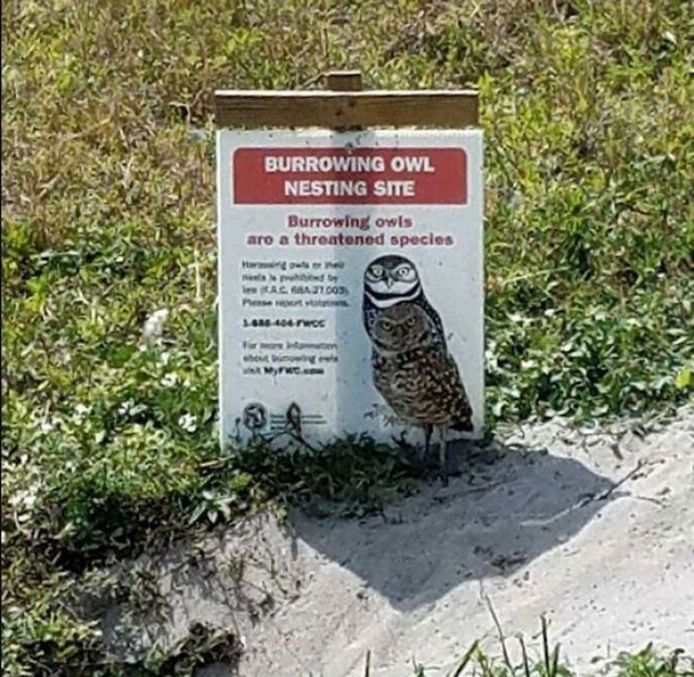 Sova zna kako ne privući pažnju na sebe.