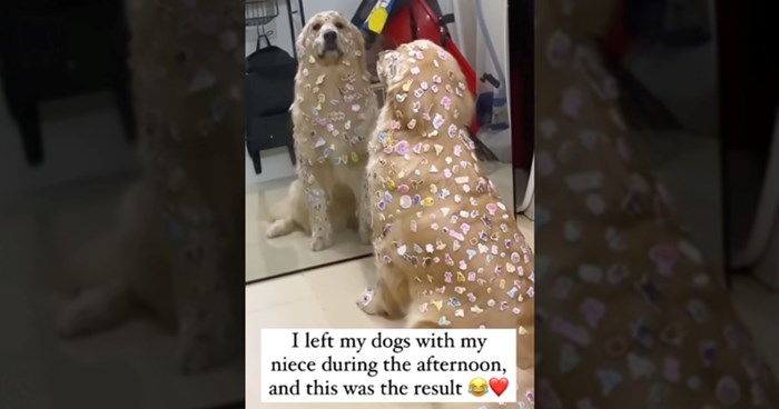 Video: Žena je ostavila pse s malom nećakinjom, kad se vratila dočekalo ju je pravo iznenađenje