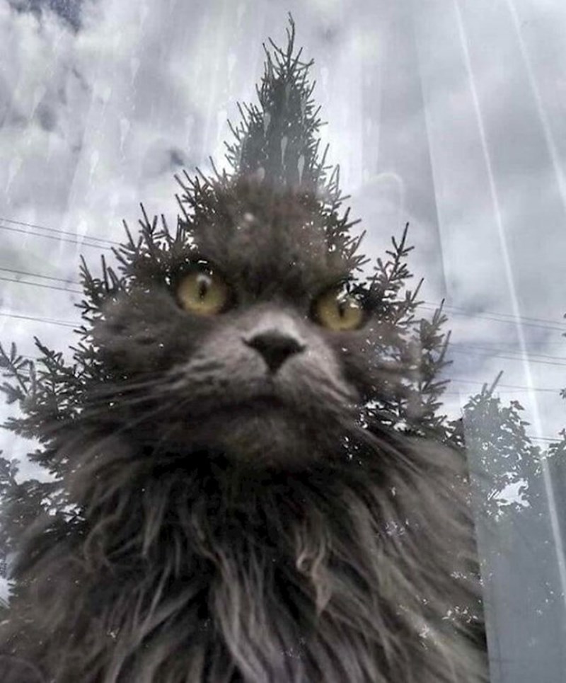 13. Je li ovo mačak ili Grinch?