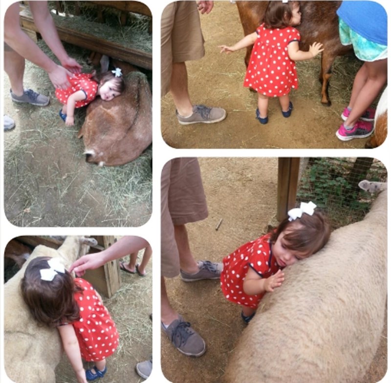 11. Moja kćer je u zoološkom vrtu svaku životinju koju je mogla maziti ovako pozdravila.