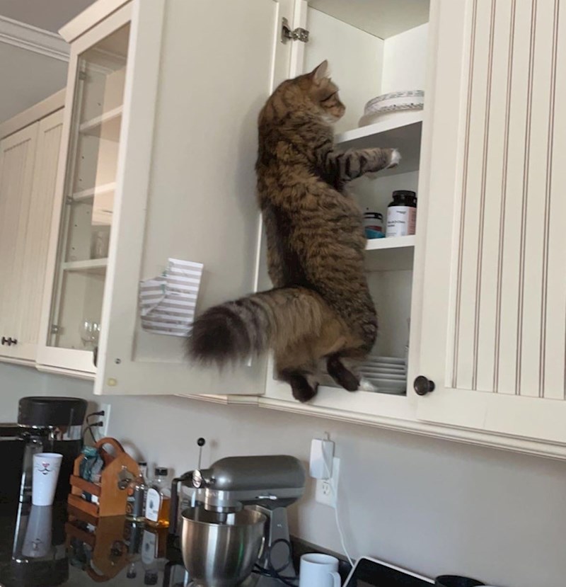 5. A što će kad je gladan