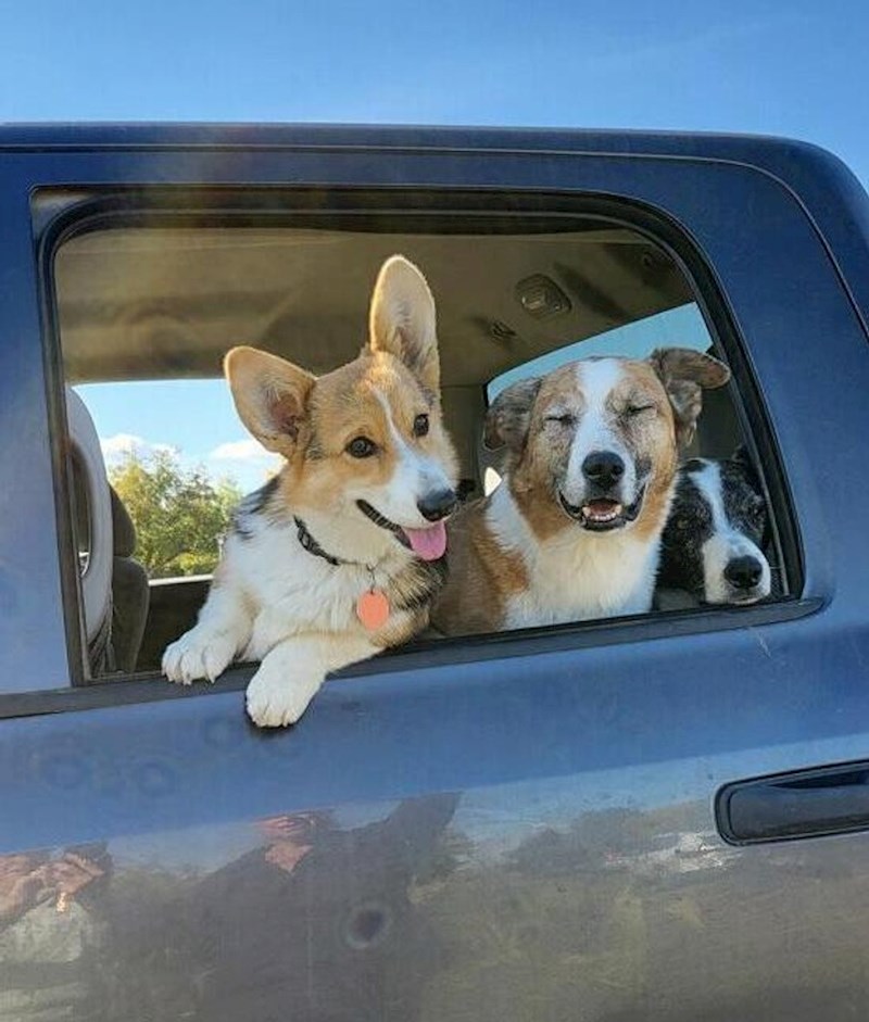 8. "Reakcija mojih pasa kad ih pitam žele li ići na plažu. Njihova preslatka reakcija nikad ne dosadi"