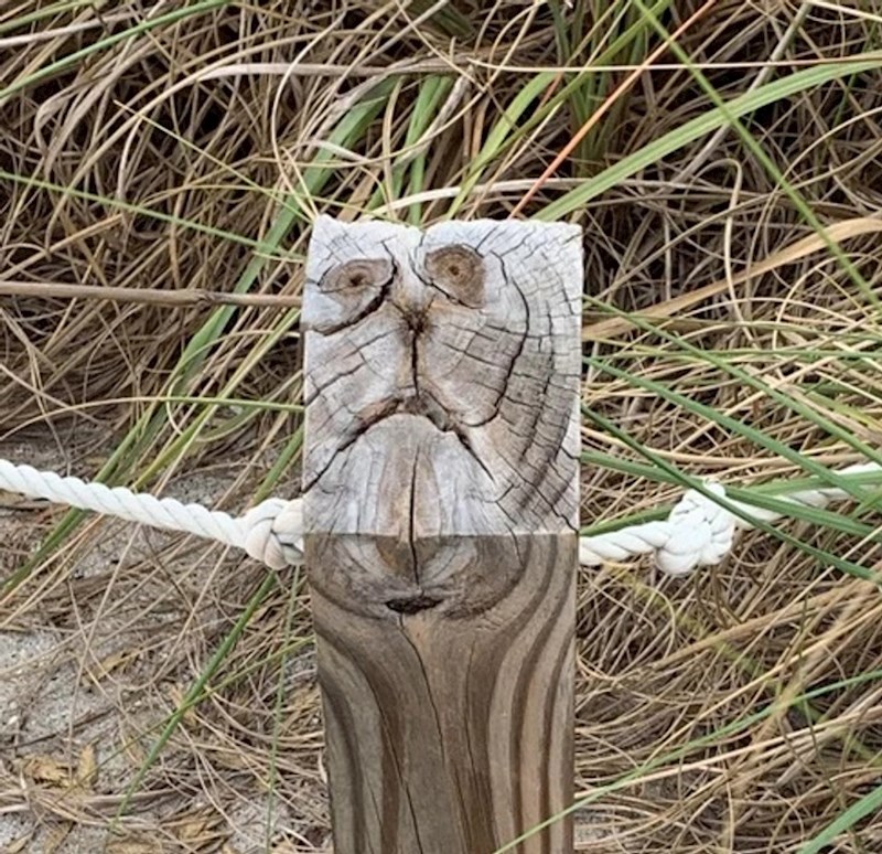 11. Komad drveta ili zabrinuta mačka?