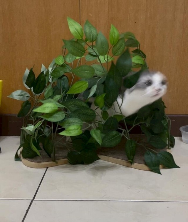 2.