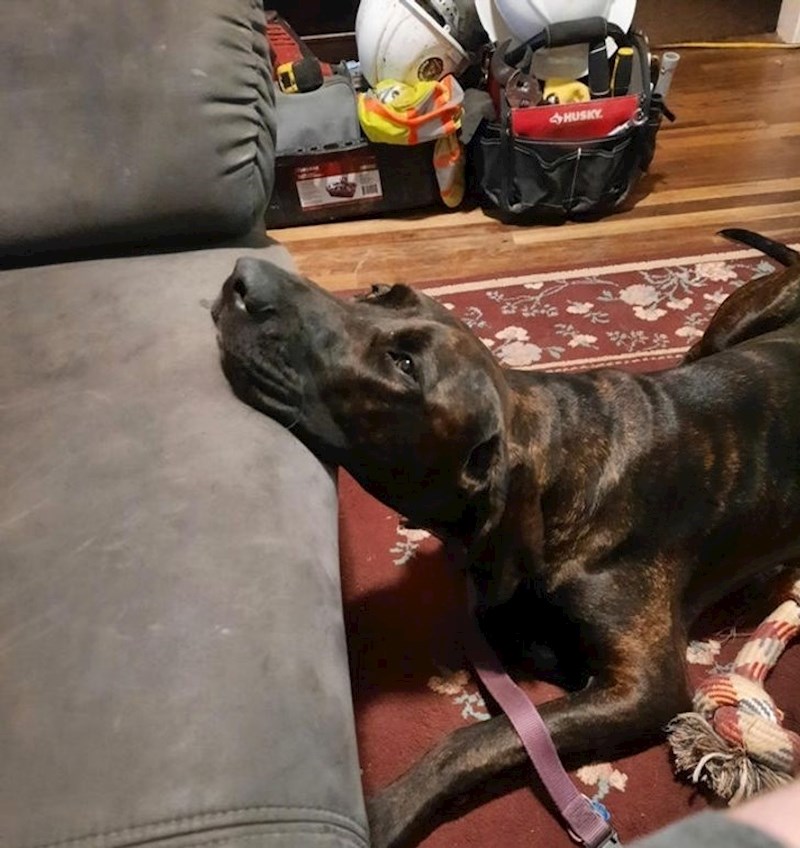 12. "Smije na kauč, ali jako voli biti dramatična pa često ovako legne i ponaša se kao da joj ništa ne dopuštamo"