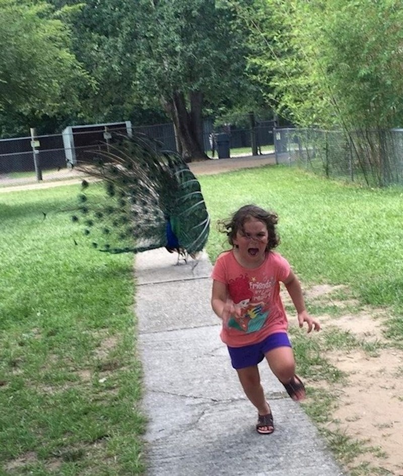 Djevojčica koja nije očekivala da će njezin prvi posjet zoološkom vrtu biti tako zastrašujuć...