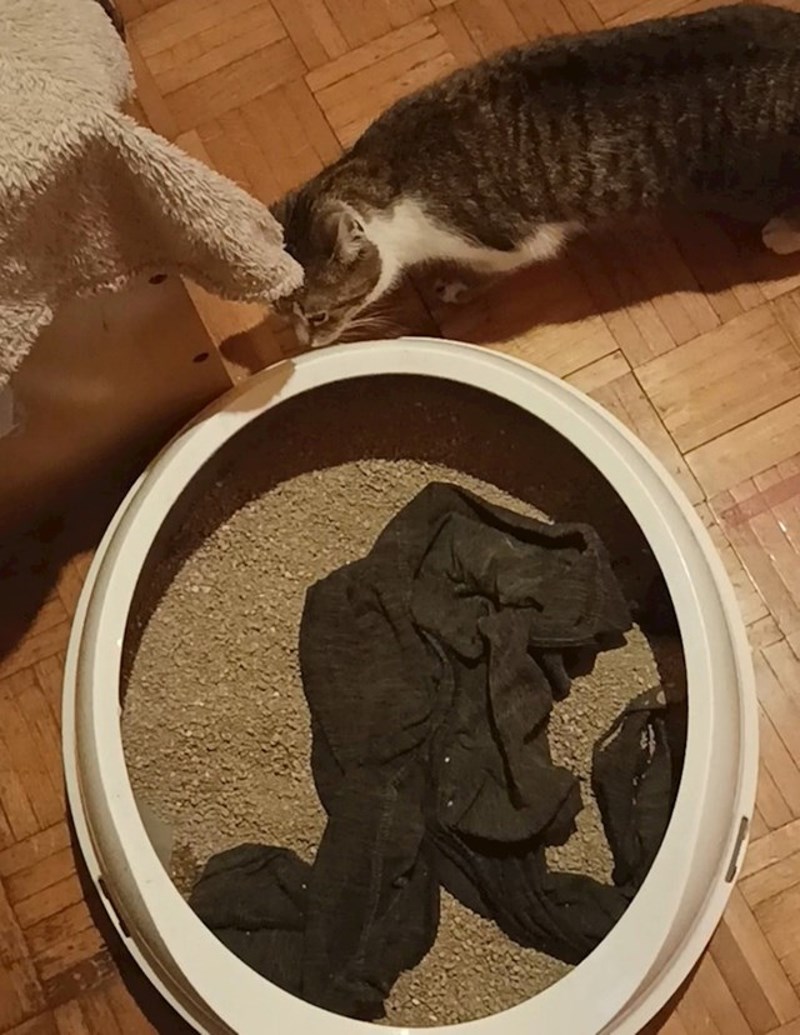 16. Ova mačka stalno krade vlasnici odjeću. Ovoga puta je svoju košulju pronašla u pijesku