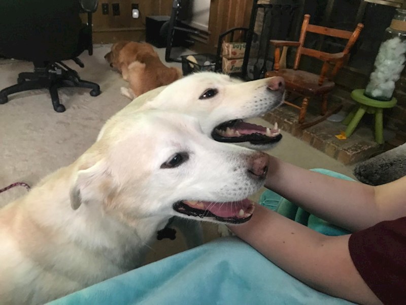 10. "U slučaju da niste znali, imam dvoglavog psa"