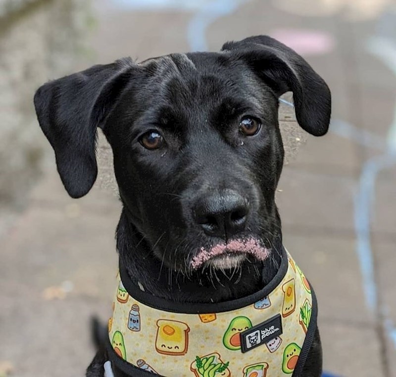 12. "Pojeo je malo krede iako smo mu rekli da to ne radi"