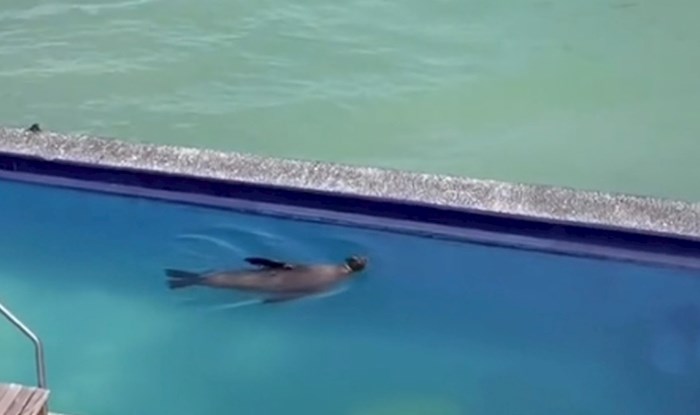 Tuljan ušetao u dvorište vile i počeo se kupati u bazenu. Na kraju videa se dogodilo nešto urnebesno
