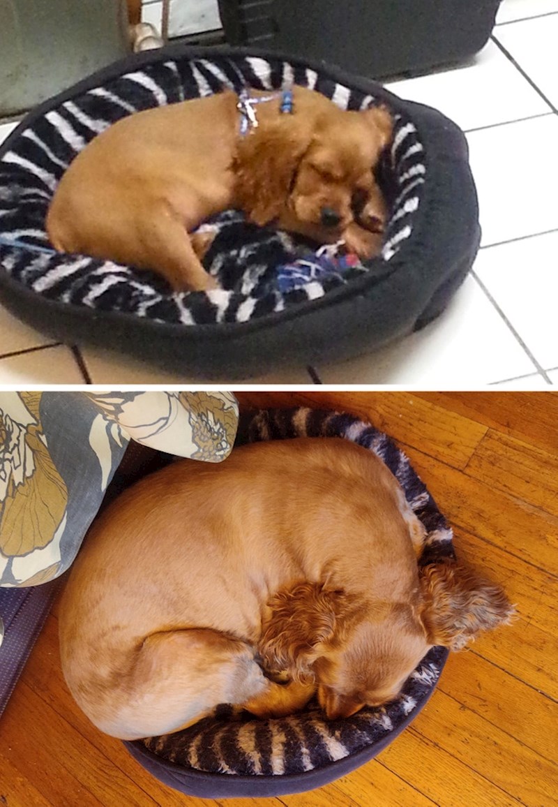 "Moj pas prvu noć kad je došao kod nas i sedam godina kasnije, na istom krevetiću"