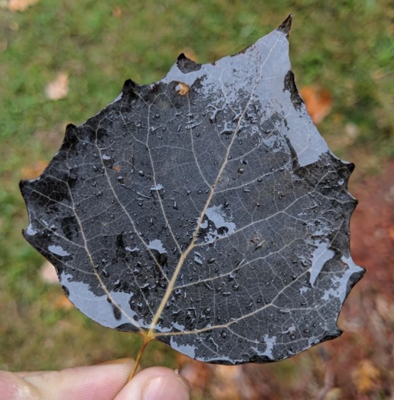 4. Kakva neobična boja, izgleda jako fora.