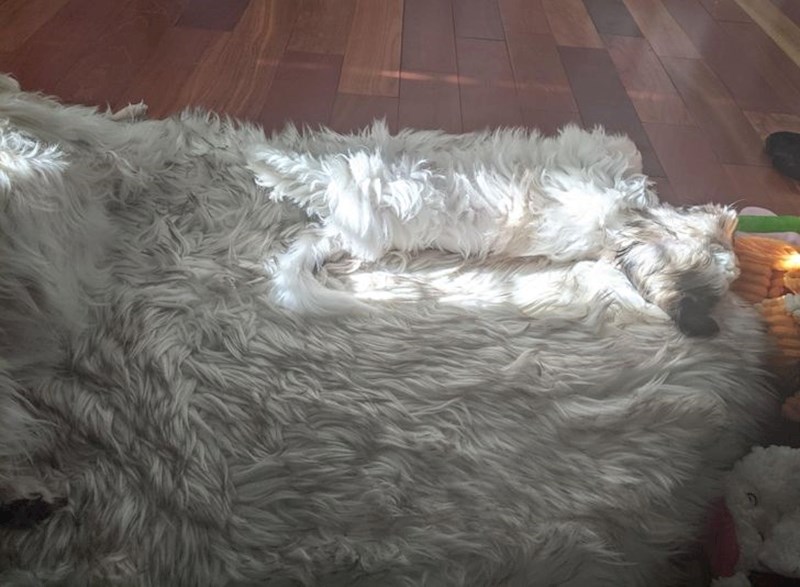 16. Vidite li dva psa na ovoj fotografiji?