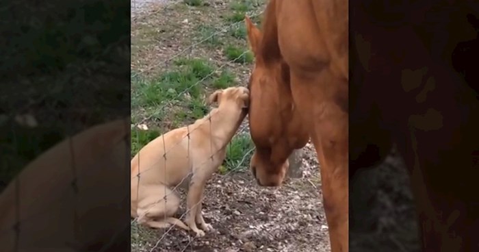 Ljudi snimili predivan trenutak između psa i konja, dugo niste pogledali ovako dirljiv video