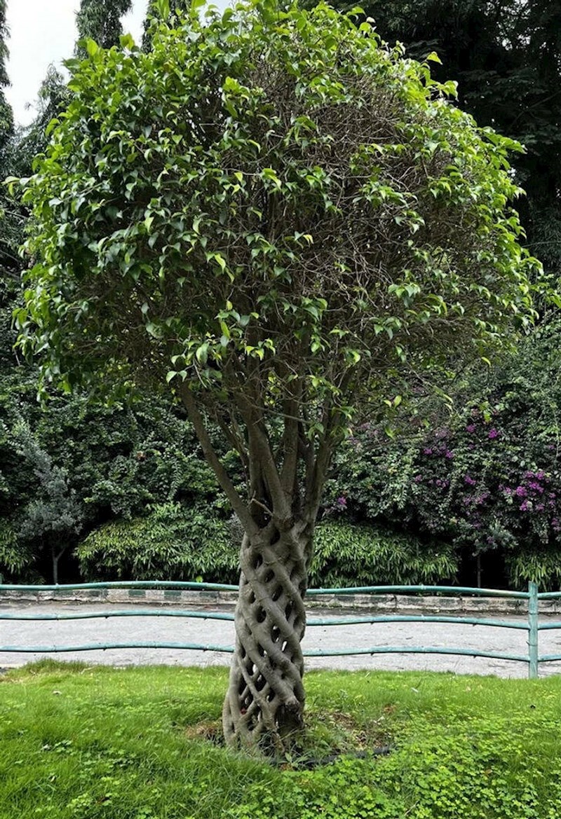 "Stablo u našem dvorištu ima predivan uzorak"