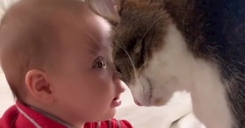 Žena je snimila divljiv prvi susret između svoje bebe i mačke, video će vam izmamiti osmijeh na lice