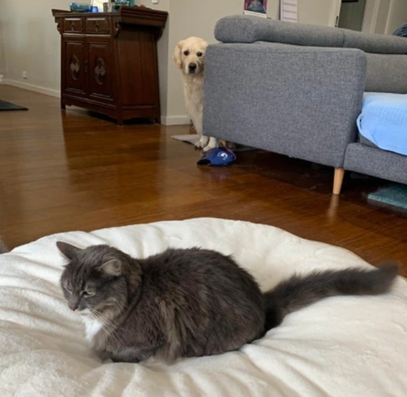 5. "Izabrali smo novi krevet za našeg psa..."