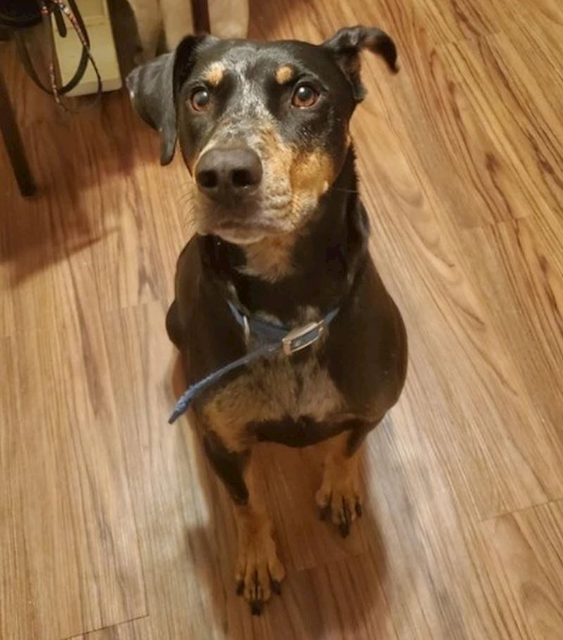 Probudio je svoje vlasnike u dva ujutro jer se u kuhinji nešto zapalio i počeo se širiti dim - pravi heroj