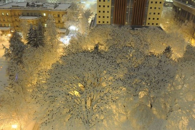 4. Evo kako izgleda kad padne snijega, a na stablima odmaraju tisuće vrana
