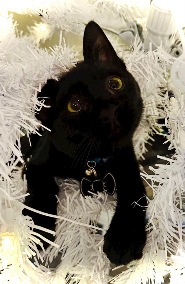 6. "Moj mačak je otkrio božićno drvce, ne prestaje spavati među granama"