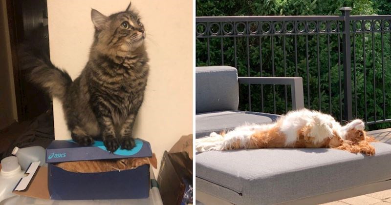 15+ fotografija blesavih pasa i mačaka koje će vam podići raspoloženje i nasmijati vas