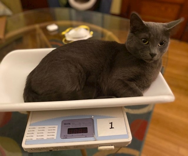 7. 20 minuta nakon što ju je vlasnica stavila na vagu da izmjeri kilažu, ova blesava mačka je i dalje ležala na istom mjestu